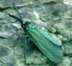 Cistus Forester Moth