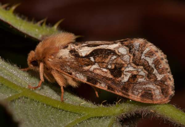 Map-winged Swift Moth, UK
