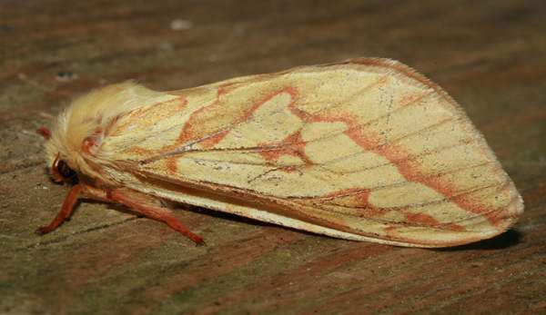 Female Ghost Moth