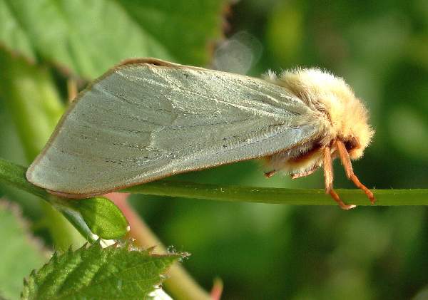 Male Ghost Moth