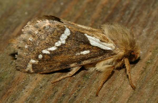 Common Swift Moth, Hepialis lupulinus