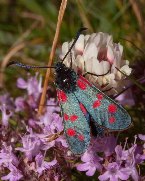 Six-spot Burnet Moth, Zygaena filipendulae