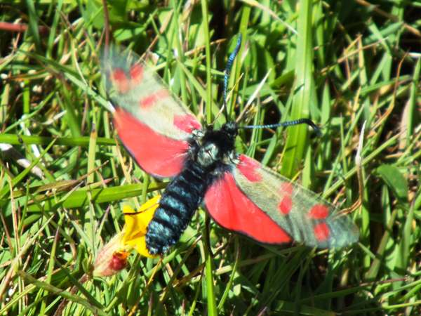 Six-spot Burnet Moth, wings outstretched