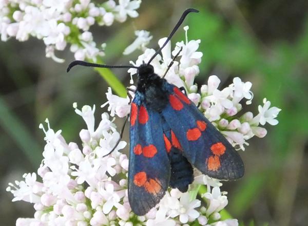Six-spot Burnet Moth, southern France
