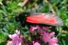 Zygaena purpuralis, Transparent Burnet Moth