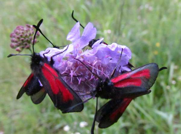 Transparent Burnet Moth, Zygaena purpuralis, group on Field Scabious