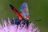 Five-spot Burnet Moth - Zygaena trifolii 