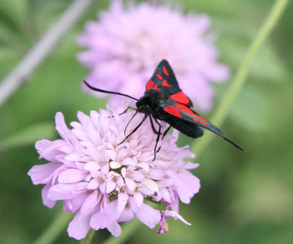 Five-spot Burnet Moth, Zygaena trifolii