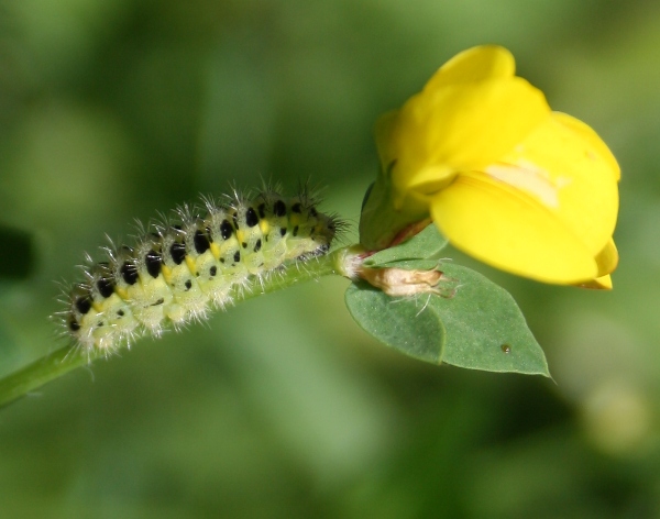 Caterpillar of the Five-Spot Burnet Moth.