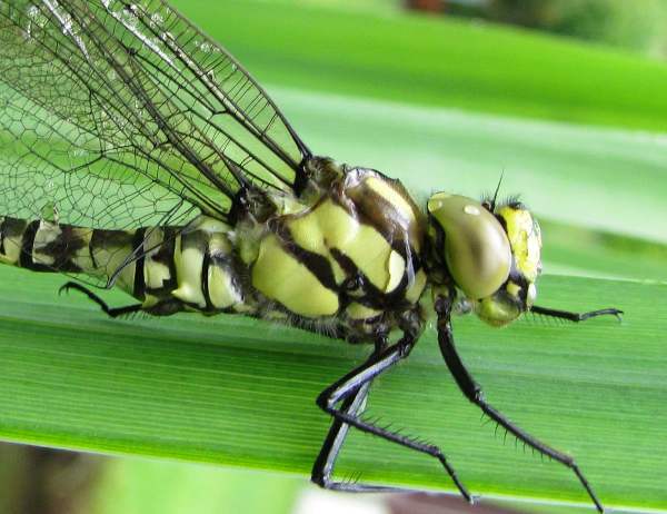 Closeup of head and thorax, Aeshna cyanea, Southern Hawker dragonfly