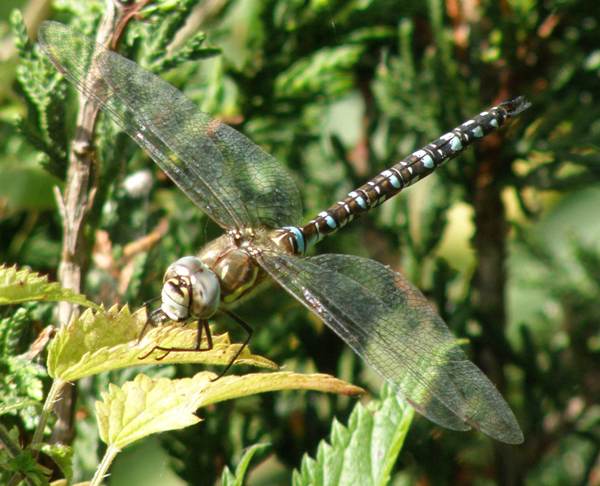 Male Common Hawker dragonfky, West Wales