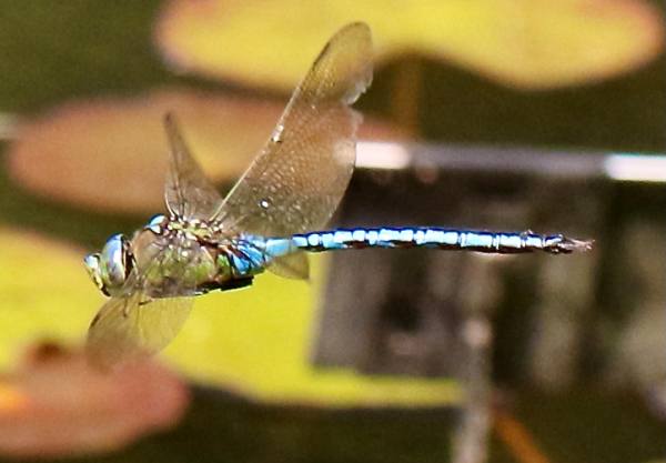 A male Emperor dragonfly hunting small insects over a pond