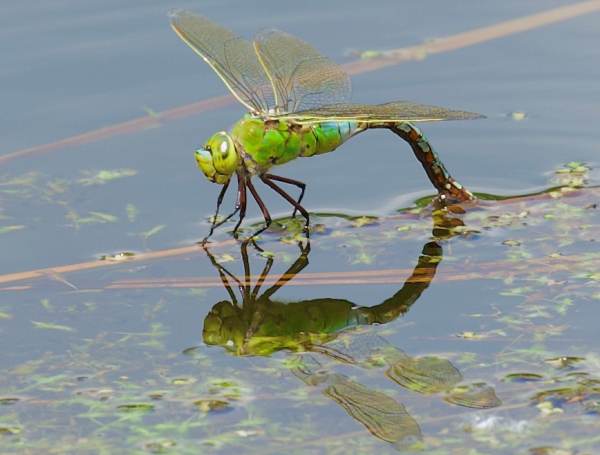 A female Emperor Dragonfly and it reflection