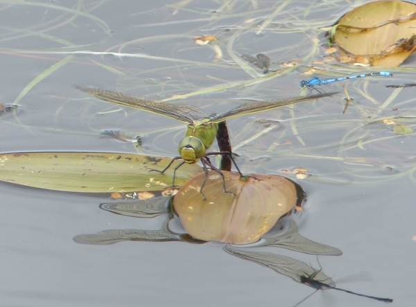 A female Emperor Dragonfly laying eggs