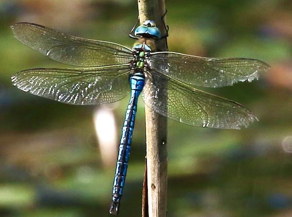 Emperor dragonfly, male