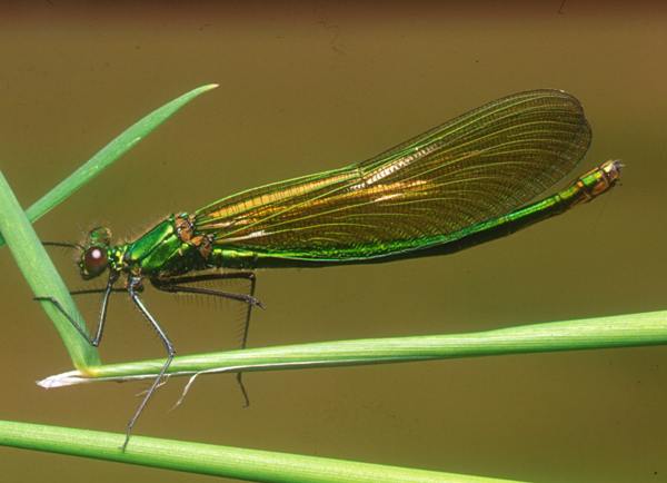 Calopteryx Splendens Banded Demoiselle Identification Guide Calopteryx Splendens Banded Demoiselle Identification Guide