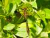 Cordulia aenea, Downy Emerald Dragonfly