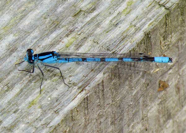 Common blue damsel, male