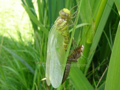 Newly-emerged dragonfly with its discarded exuvia