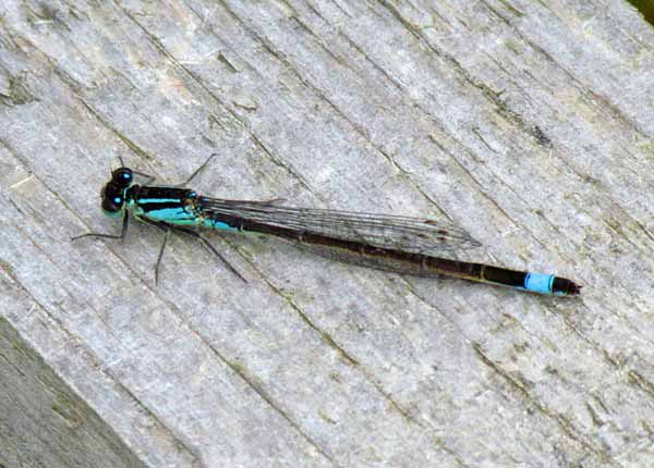 Blue-tailed damselfly, male