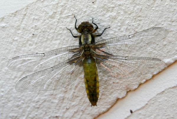 A female broad-bodied chaser