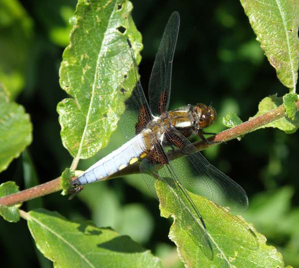 Male broad-bodied Chaser at rest