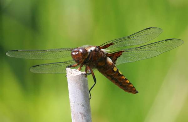 Female Broad-bodied Chaser, underside view