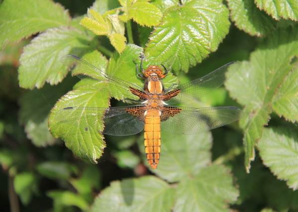 A female broad-bodied chaser, Chester