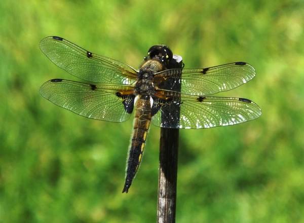 Male Four-spotted Chaser