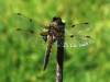 Libellula quadrimaculata, Four-spotted Chaser dragonfly