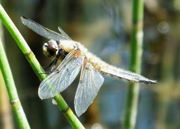 Four-spotted Chaser, Yorkshire