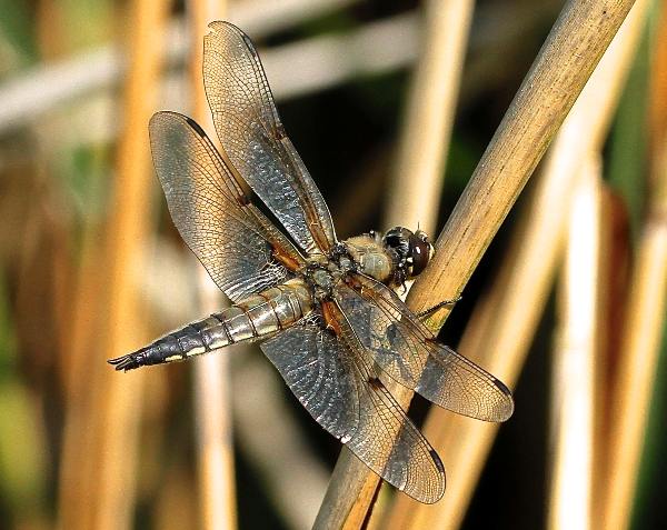Four-spotted Chaser at rest