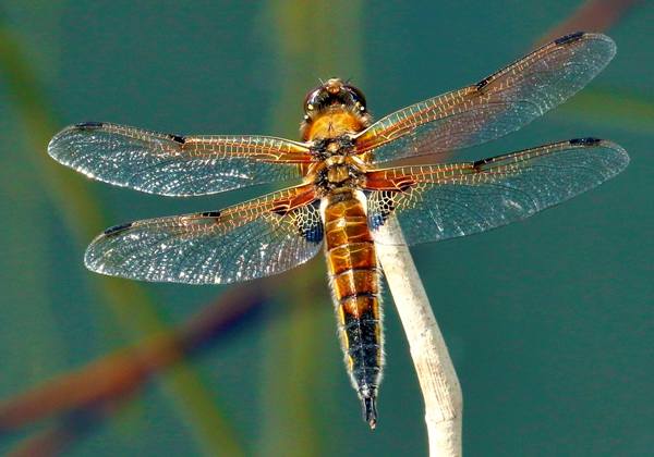 Four-spotted Chaser, southern England