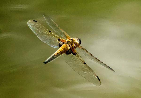 Libellula quadrimaculata, Four-spotted Chaser, in flight
