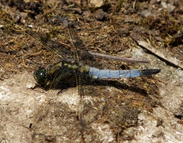 A male Black-tailed Skimmer dragonfly, Yorkshire