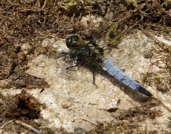 A male Black-tailed Skimmer resting on warm earth beside a pond in early summer