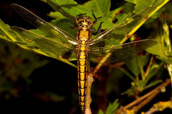 A female Black-tailed Skimmer dragonfly, southern England