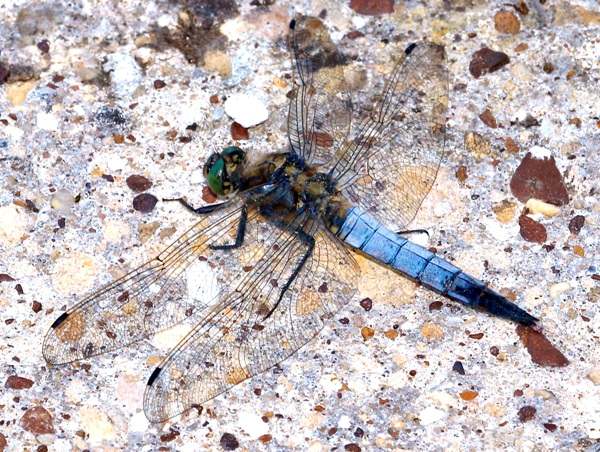 A male Black-tailed Skimmer dragonfly, southern England