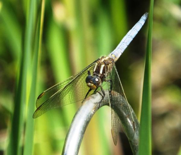 A male Keeled Skimmer dragonfly, Yorkshire
