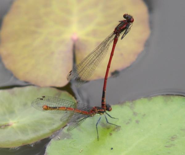 Paired large red damsels during egg laying