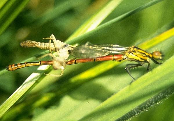 Adult damselfly emerging from nymphal shuck