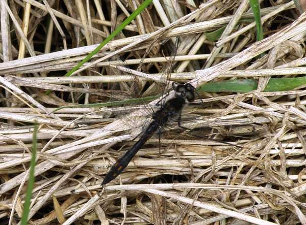 Black Darter dragonfly (male)
