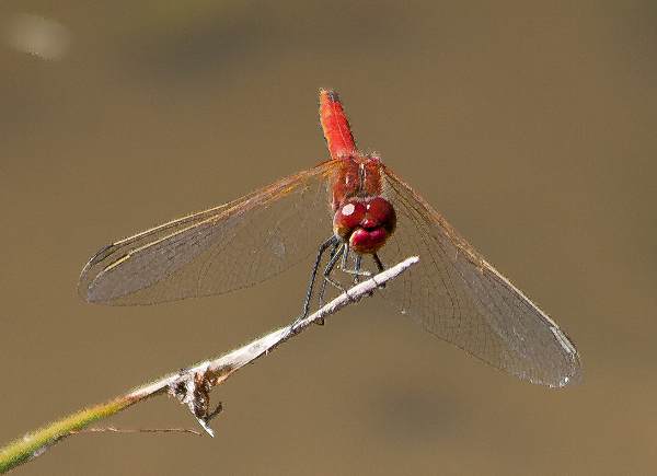 Red-veined darter (male), top view