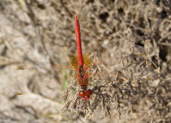Red-veined Darter, Spain