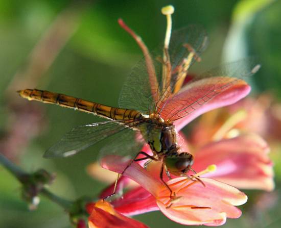 Red Darter, female, Wales