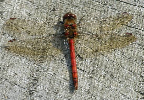 Common Darter, male, at rest