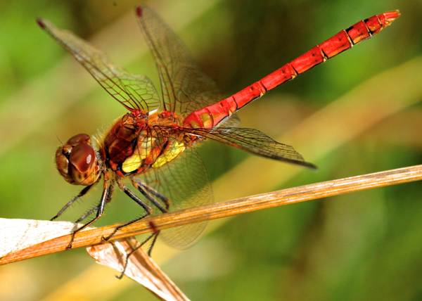 Common red darter dragonfly (male), southern England