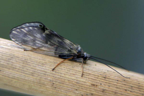 Adult sedge fly