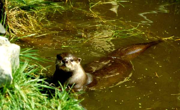 Asian Small-clawed Otter, Aonyx cinereus