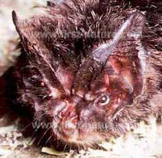 Close-up of a barbastelle bat